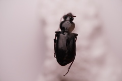Pterostichus caudicalis