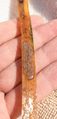 Botryllus