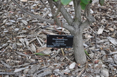 Rhododendron decorum
