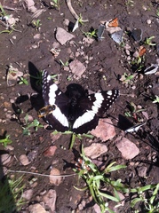Limenitis weidemeyerii