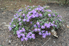 Rhododendron fastigiatum
