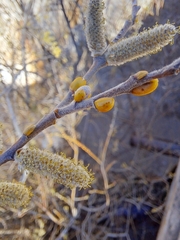 Salix lasiolepis