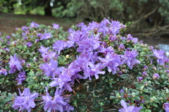 Rhododendron fastigiatum