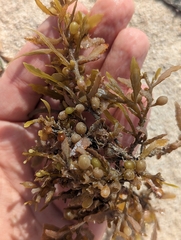 Sargassum fluitans