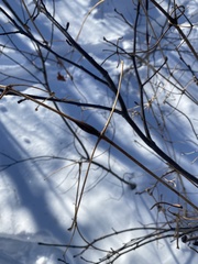 Neolasioptera clematidis