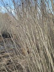 Alnus maritima