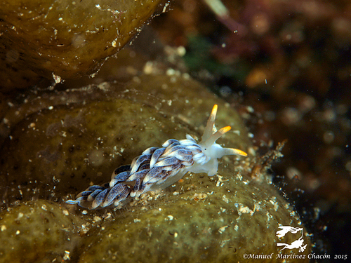 Representative image of Cuthona granosa