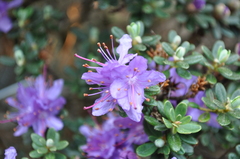 Rhododendron fastigiatum