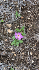 Phlox roemeriana