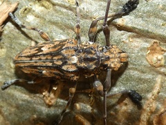 Steirastoma histrionicum