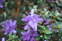 Rhododendron fastigiatum