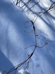 Neolasioptera clematidis