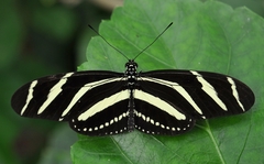 Heliconius charithonia