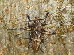 Steirastoma histrionicum