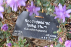 Rhododendron fastigiatum