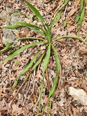 Yucca rupicola