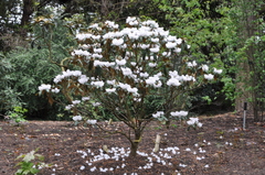 Rhododendron galactinum