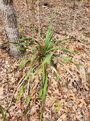 Yucca rupicola