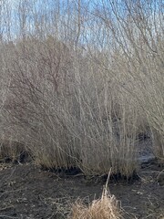 Alnus maritima