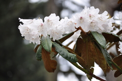 Rhododendron galactinum