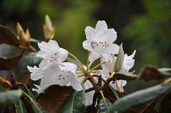 Rhododendron galactinum