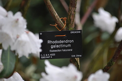Rhododendron galactinum