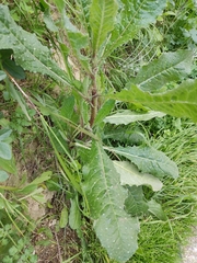 Helminthotheca echioides