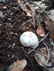 Sphincterochila