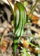 Pterostylis reflexa