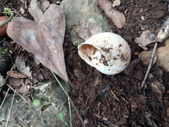 Sphincterochila