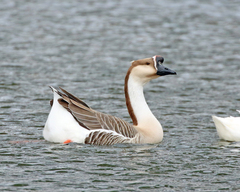 Anser cygnoides