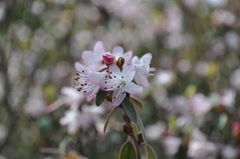 Rhododendron hemitrichotum