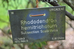 Rhododendron hemitrichotum