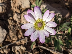 Anemone tuberosa