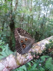 Dasyophthalma creusa