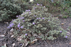 Rhododendron intricatum