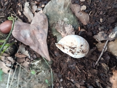 Sphincterochila