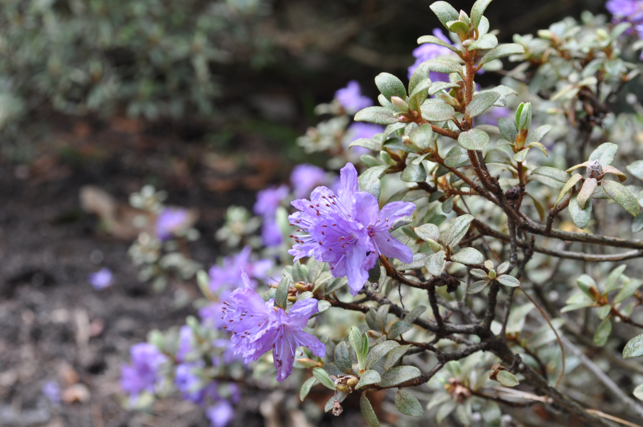 Rhododendron intricatum  iNaturalist