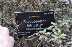 Rhododendron intricatum