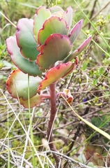 Kalanchoe