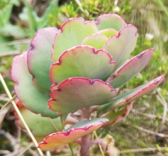 Kalanchoe