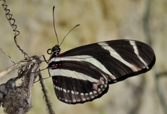 Heliconius charithonia