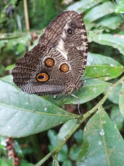 Dasyophthalma creusa