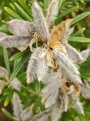 Genista linifolia