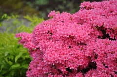 Rhododendron obtusum