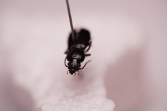 Pterostichus caudicalis