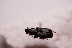 Pterostichus caudicalis