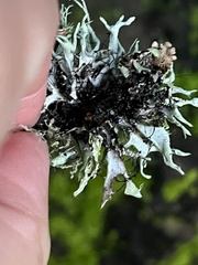 Heterodermia leucomelos