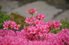 Rhododendron obtusum