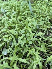 Claytonia